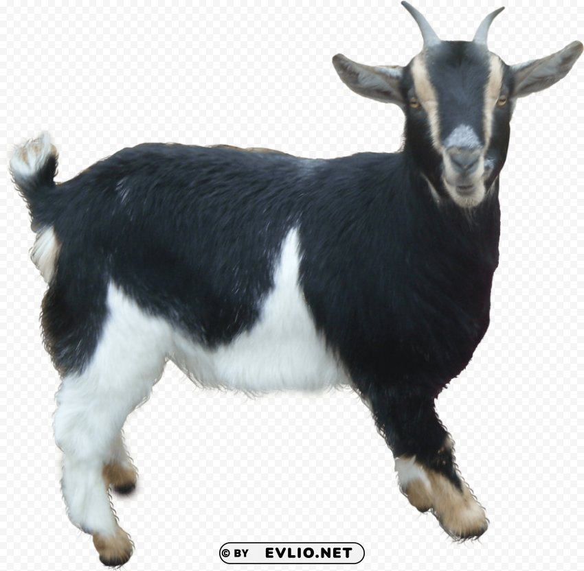 Goat High-resolution PNG Images With Transparent Background