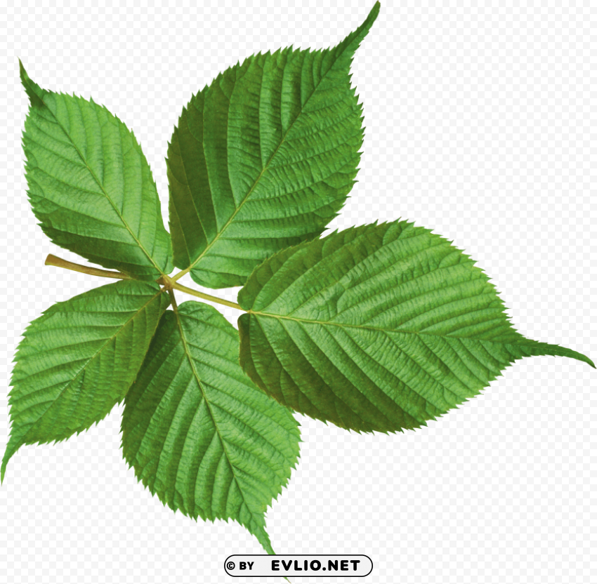 PNG image of green leaves PNG with Isolated Object with a clear background - Image ID 4b92baec