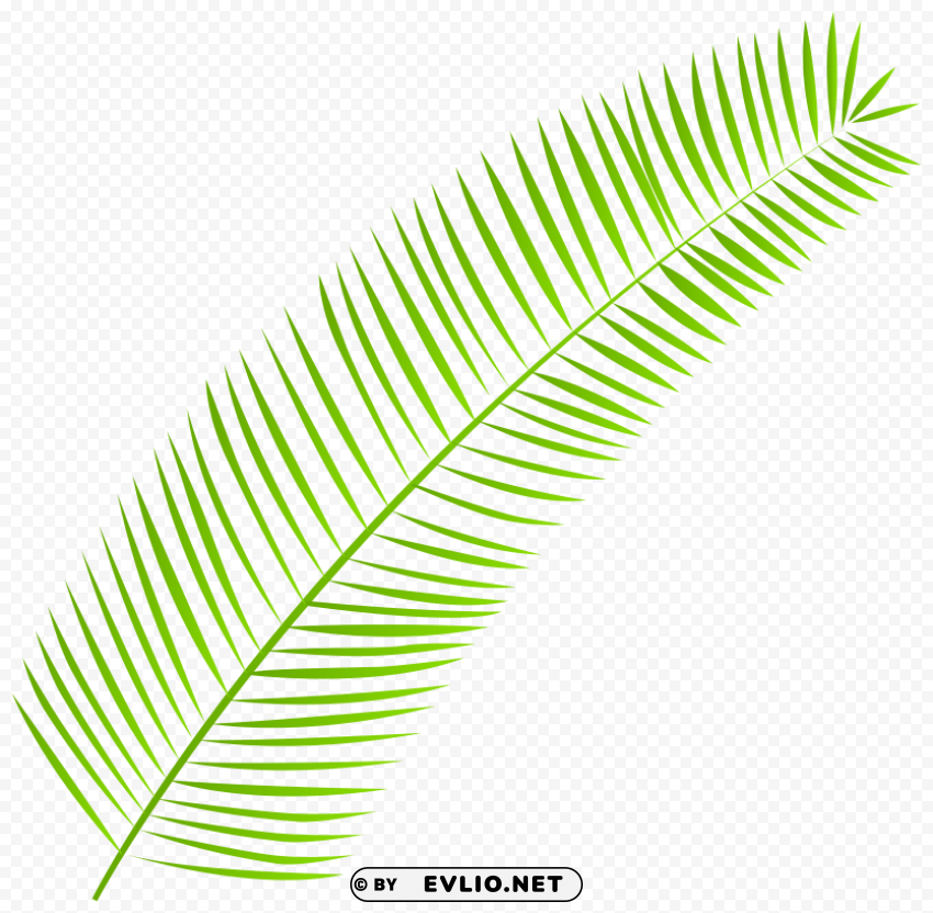 palm leaf PNG Illustration Isolated on Transparent Backdrop