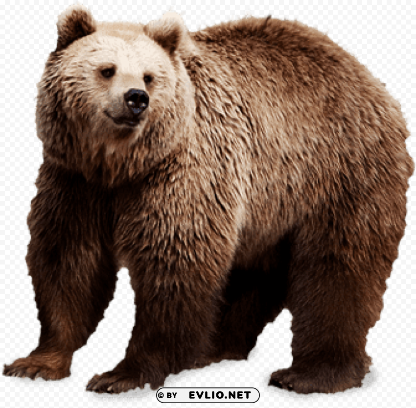 brown bear PNG no background free