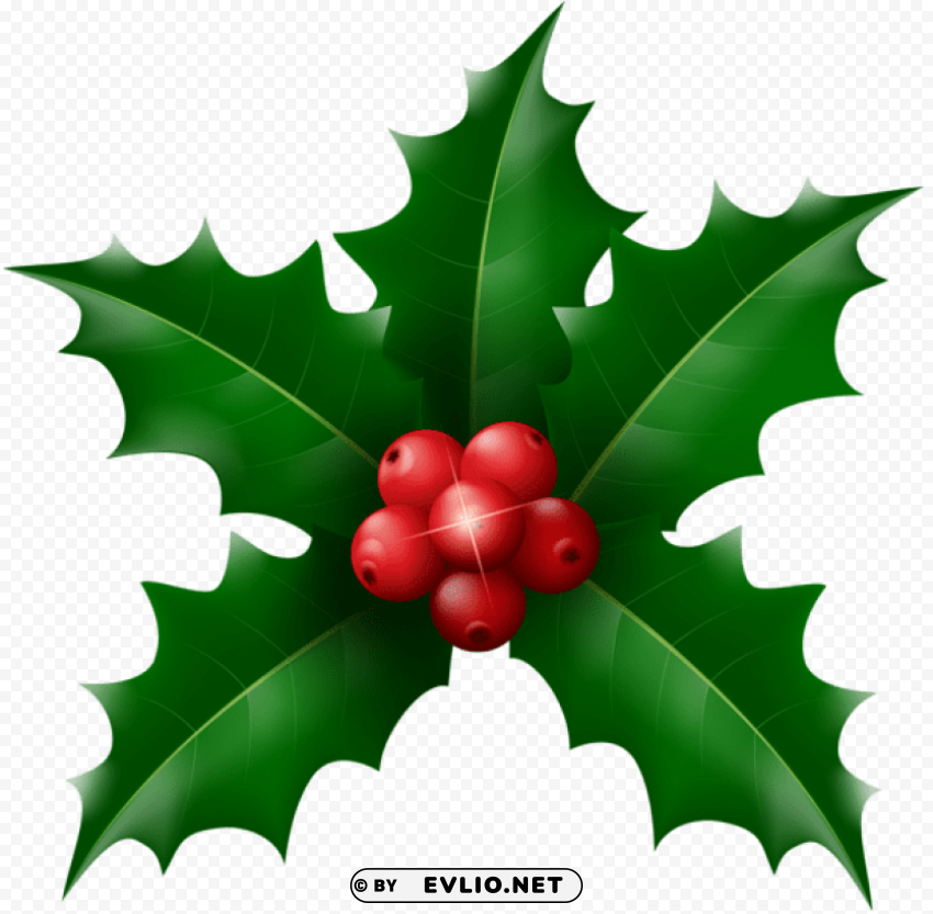 christmas holly mistletoe Transparent PNG download