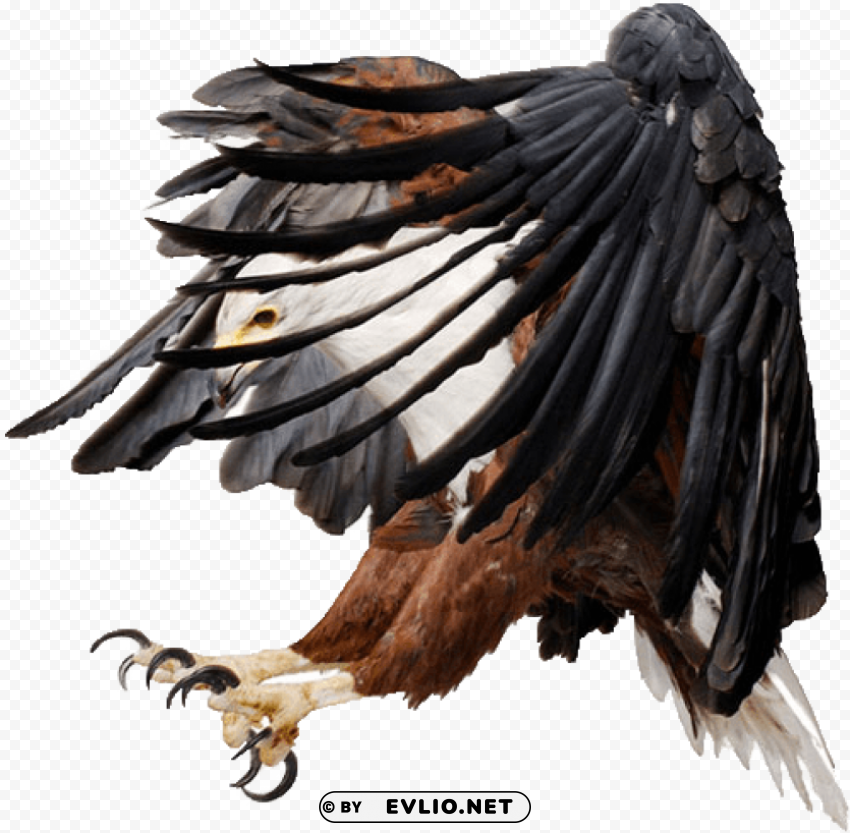 eagle PNG images with alpha transparency wide collection