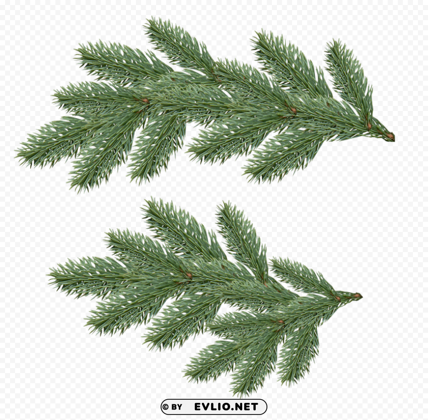 fir tree Isolated Object on Clear Background PNG