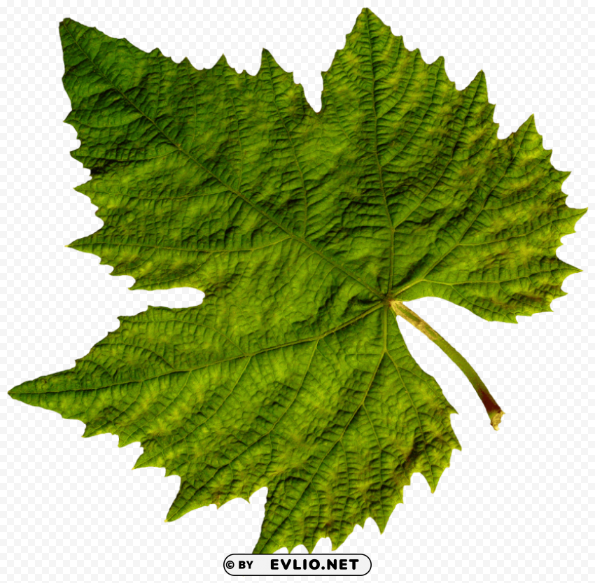 green leaves PNG images with clear alpha channel