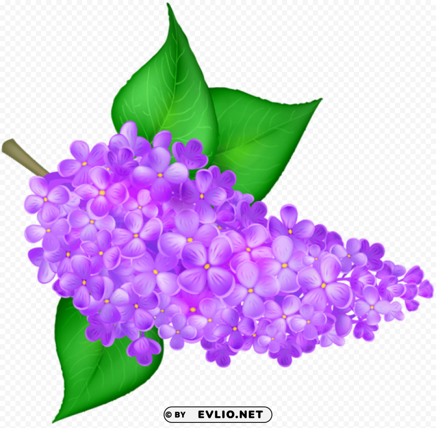 PNG image of lilac flower transparent ClearCut Background Isolated PNG Art with a clear background - Image ID 8c64a5ac