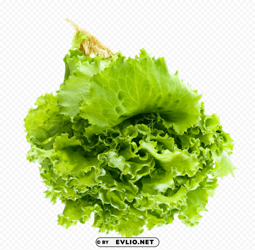 salad image PNG transparent designs