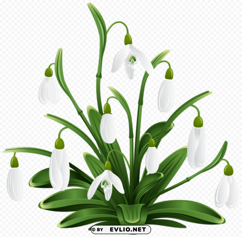 Snowdrops Transparent Background Isolated PNG Art