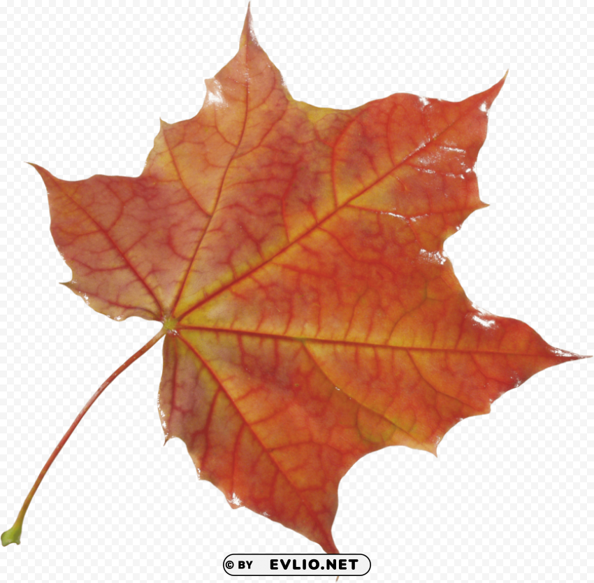 autumn leaf PNG with no registration needed