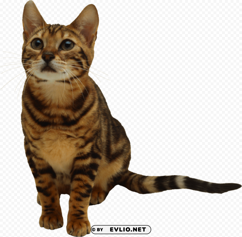 cute looking cat PNG graphics with transparent backdrop png images background - Image ID e52a40b0