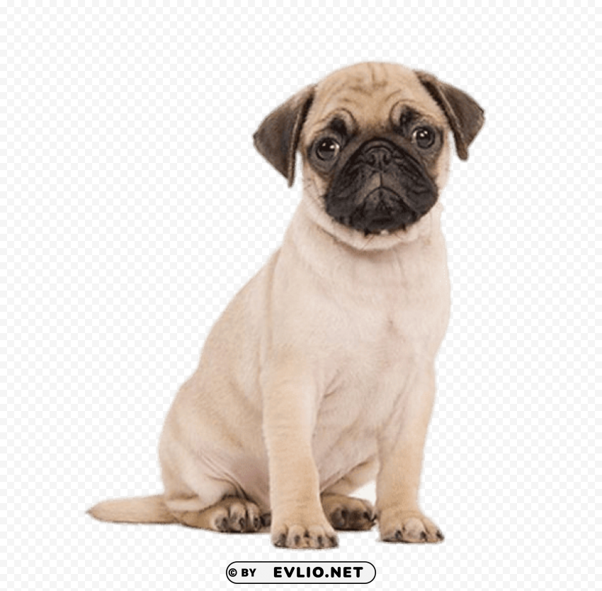 cute puppies Transparent background PNG stock