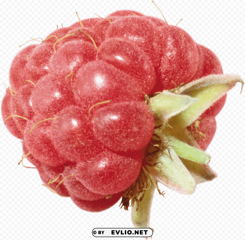 raspberry Clear Background Isolated PNG Illustration