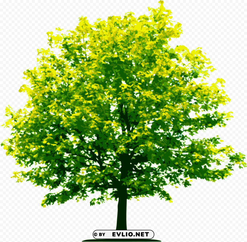 PNG image of tree PNG images with transparent elements pack with a clear background - Image ID 382d84cc
