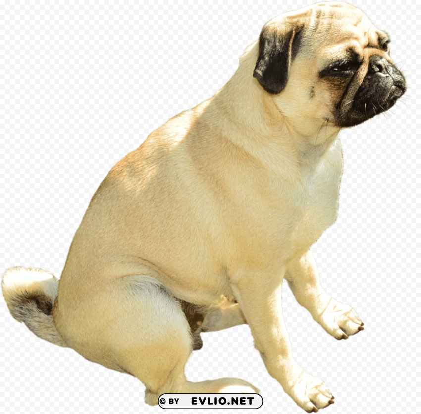 bulldog sitting PNG graphics with alpha transparency bundle