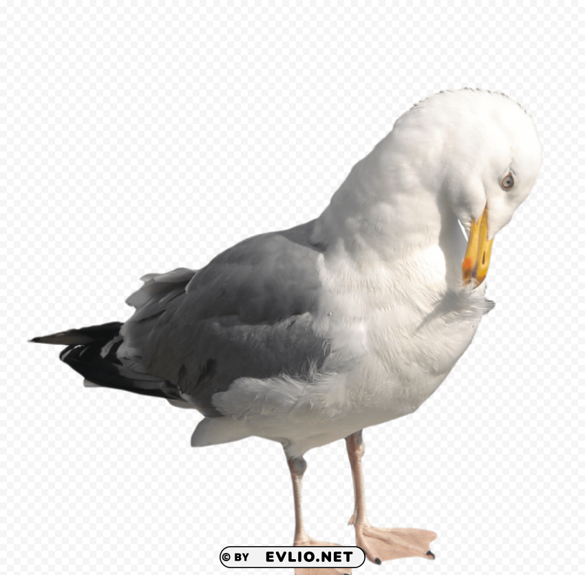 gull Isolated Element on HighQuality Transparent PNG