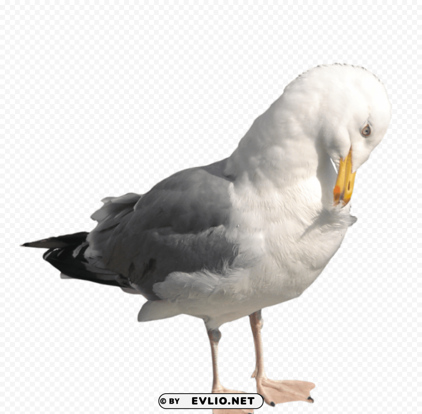 gull PNG with Isolated Object and Transparency png images background - Image ID fb3e30ea