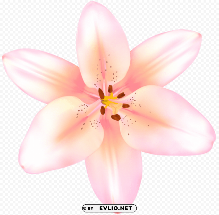 lilium flower pink High-resolution PNG images with transparent background