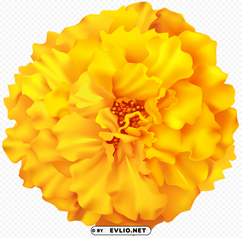 marigold flower PNG image with no background