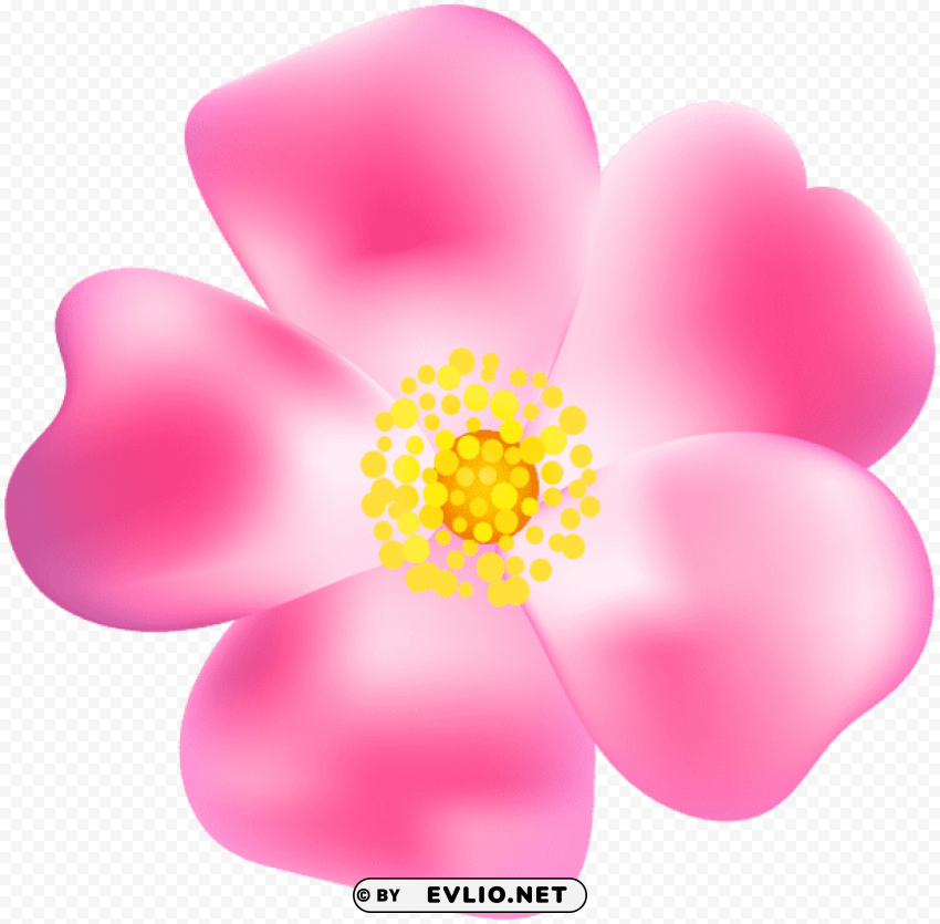 pink rose blossom Transparent PNG images database