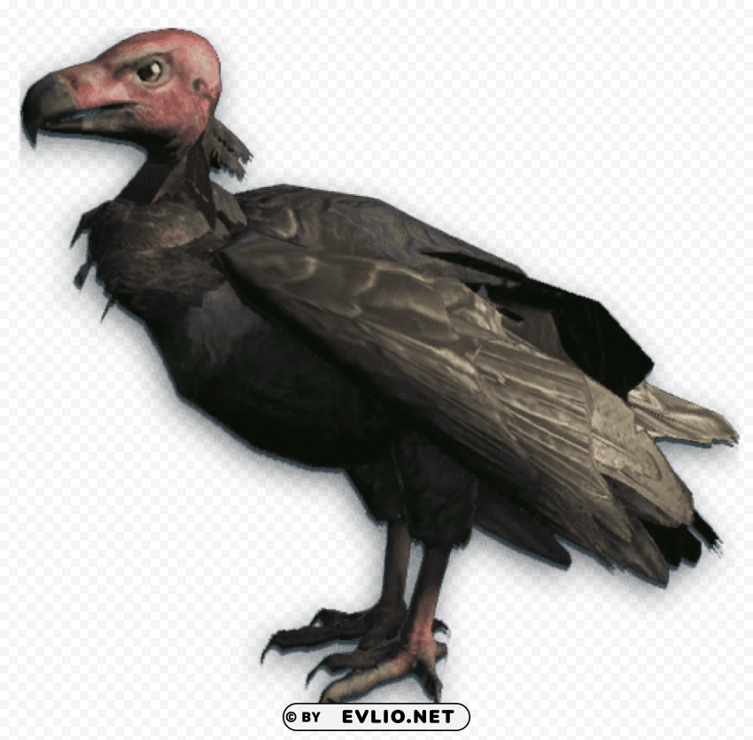 vulture red head Isolated PNG Element with Clear Transparency