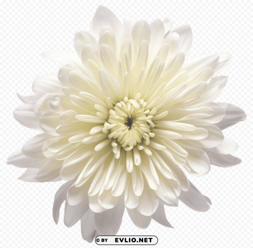 white chrysanthemum flower transparent PNG Image Isolated with HighQuality Clarity