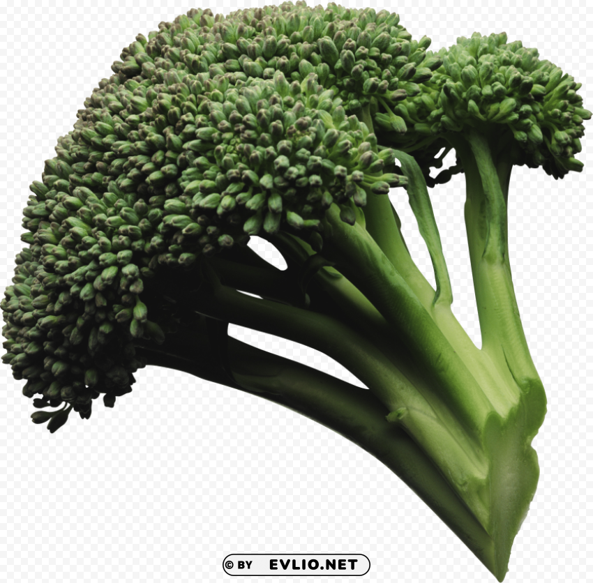 broccoli Isolated Design Element in Transparent PNG