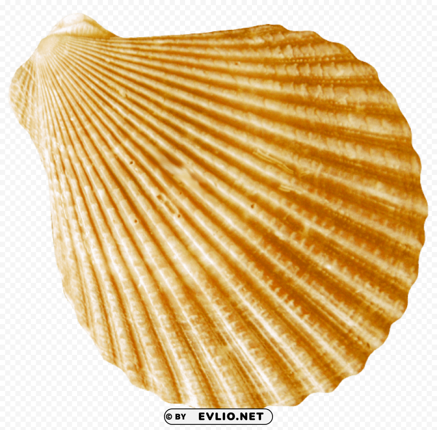 conch PNG for design