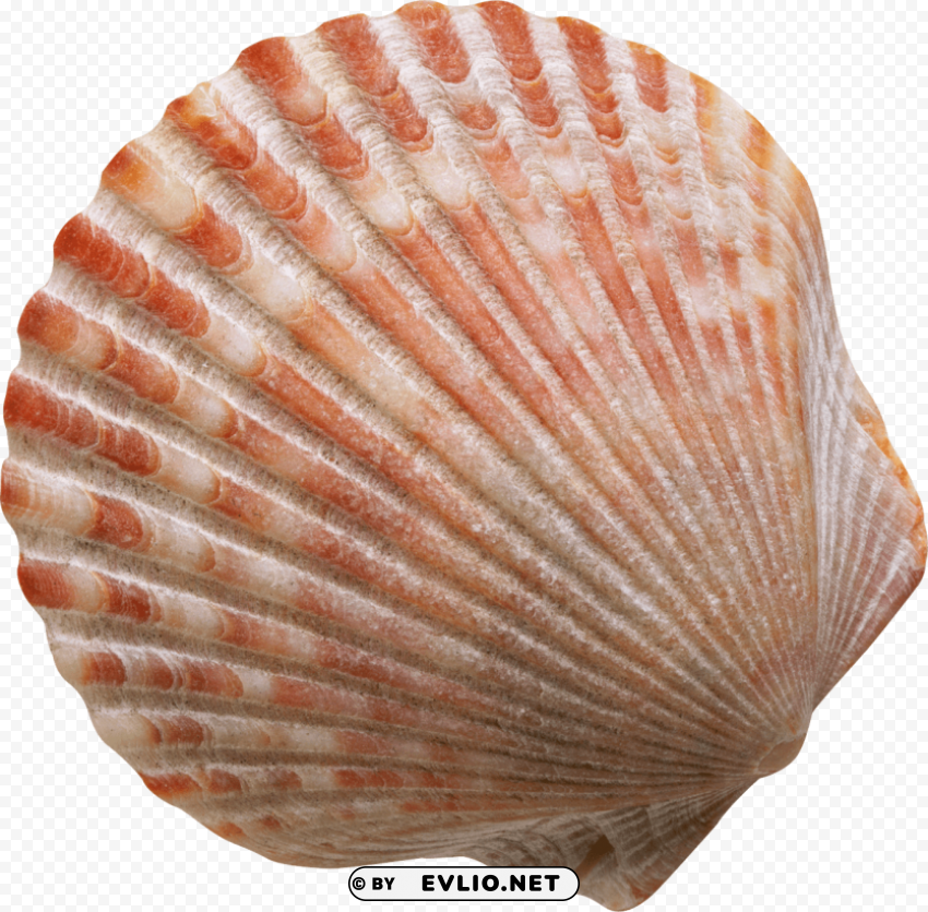 conch PNG for free purposes
