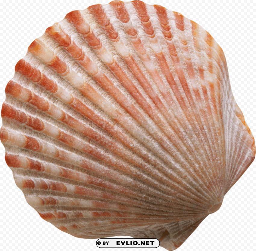 Conch PNG For Free Purposes