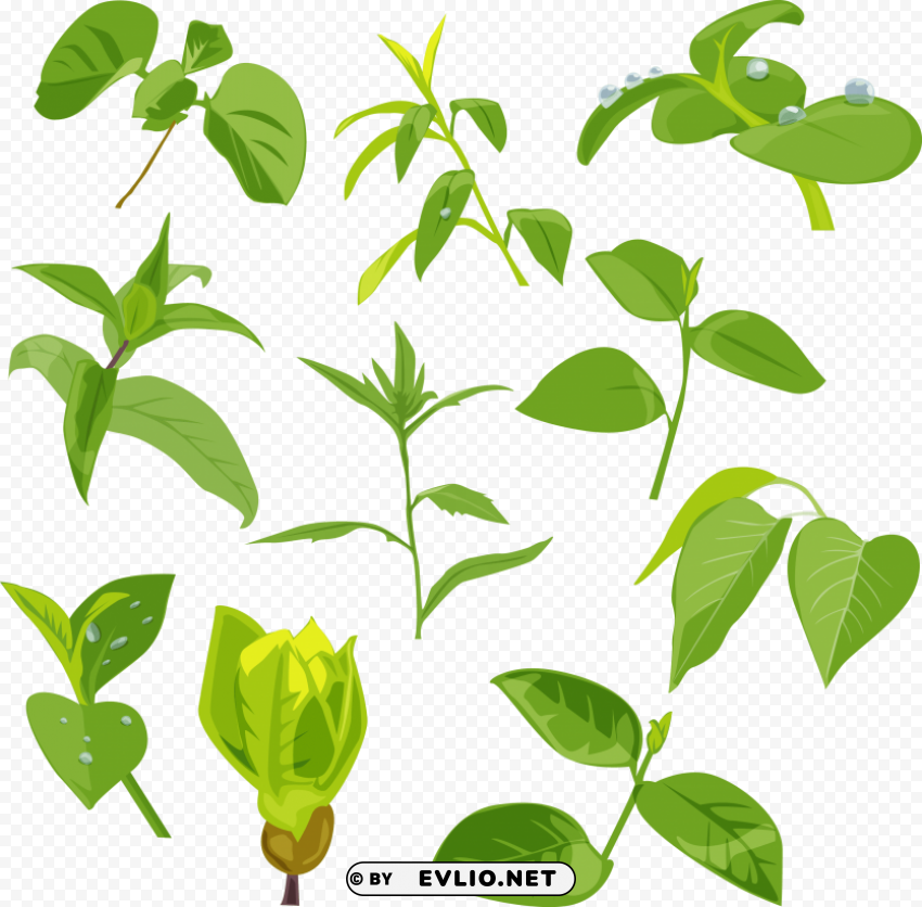 green leaves HighQuality Transparent PNG Isolated Art clipart png photo - b1b2c12c