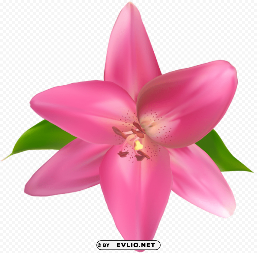 PNG image of pink flower ClearCut PNG Isolated Graphic with a clear background - Image ID 6230ad67