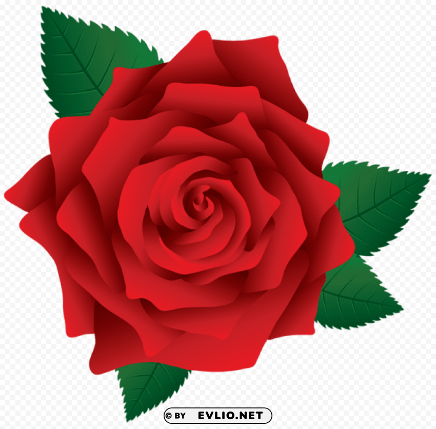 red rose PNG for digital design