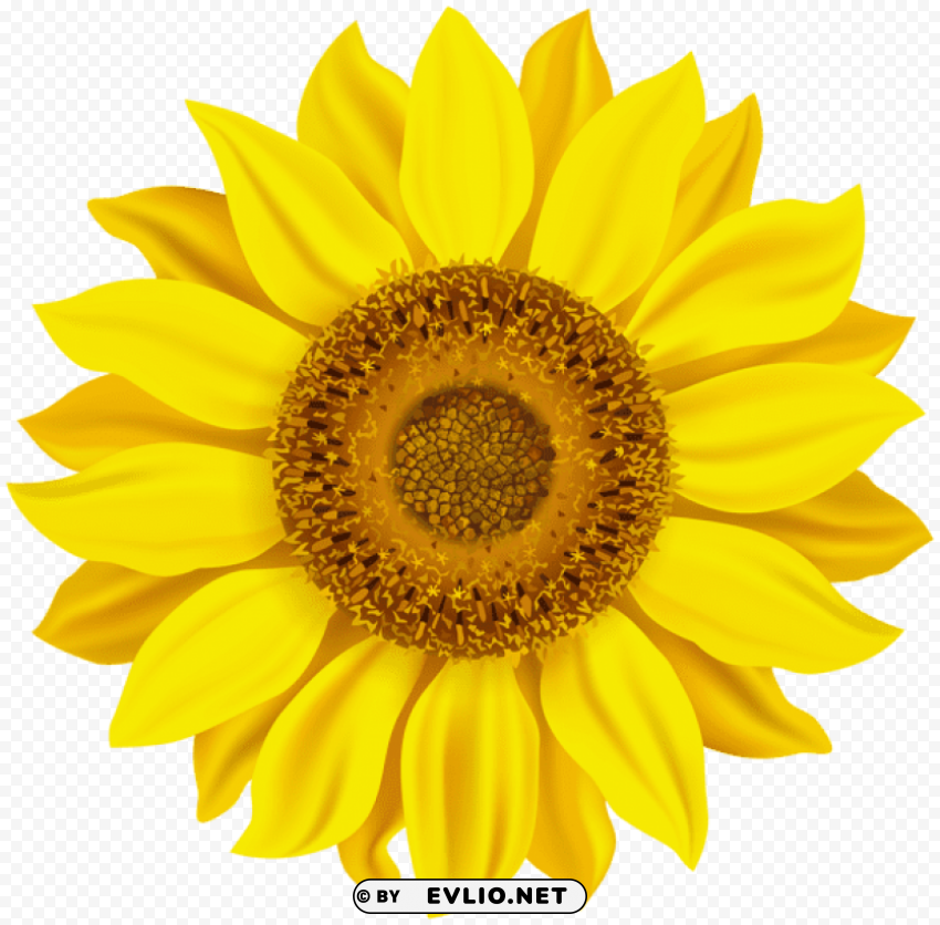 sunflower Transparent Background PNG Isolated Illustration
