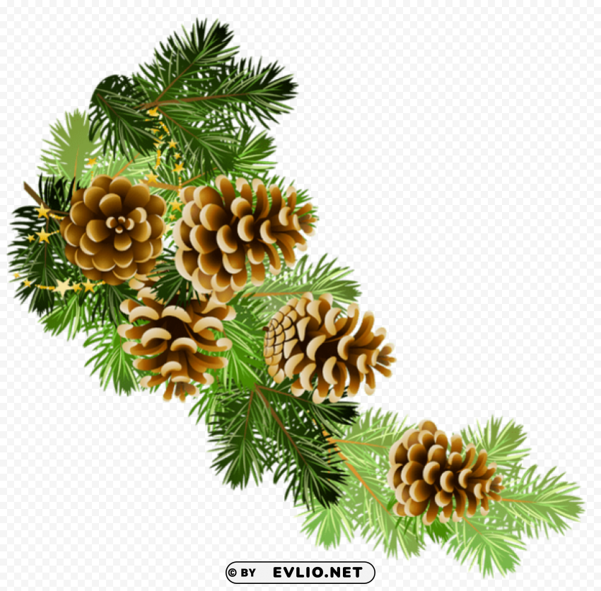  Pine Branch With Cones Isolated Icon On Transparent PNG