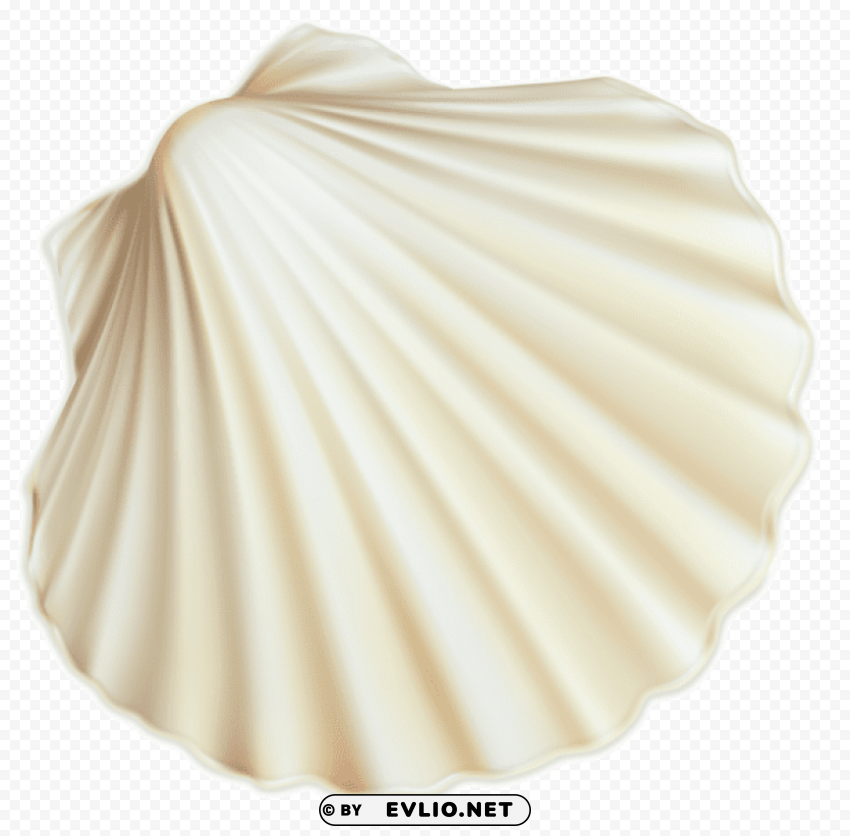 white sea shell PNG images with transparent canvas variety