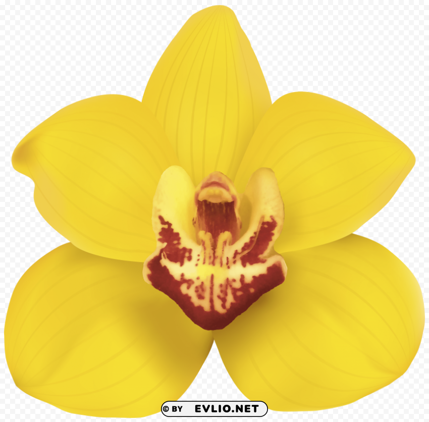 yellow orchid PNG transparent stock images
