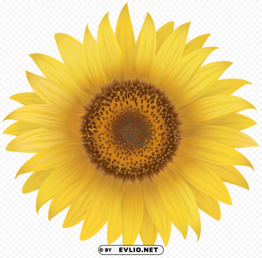 yellow sunflower Transparent PNG Isolated Graphic Element
