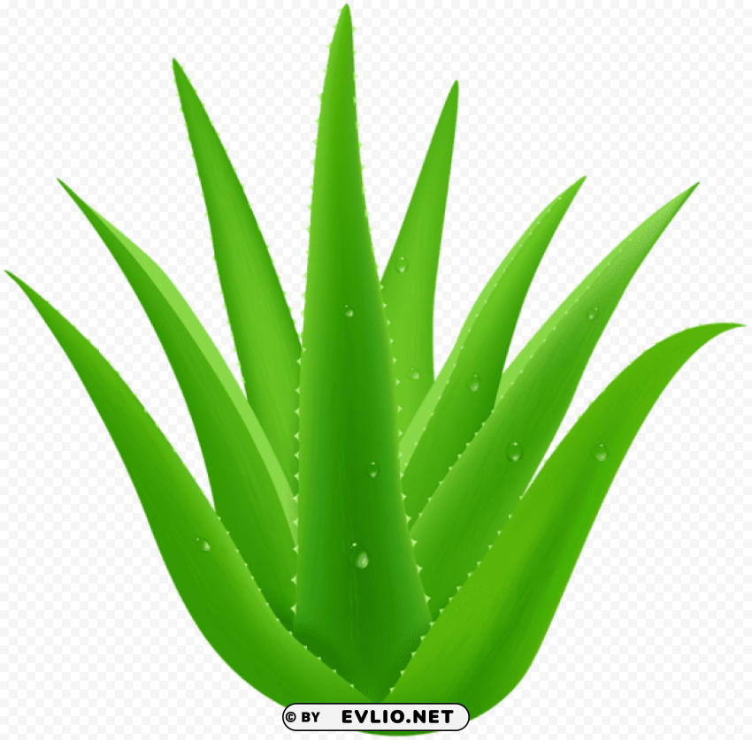 aloe vera PNG icons with transparency