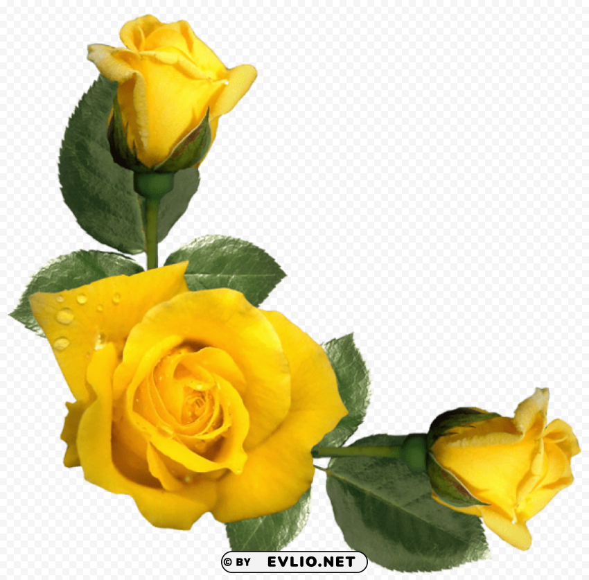 beautiful yellow roses decor Isolated PNG on Transparent Background