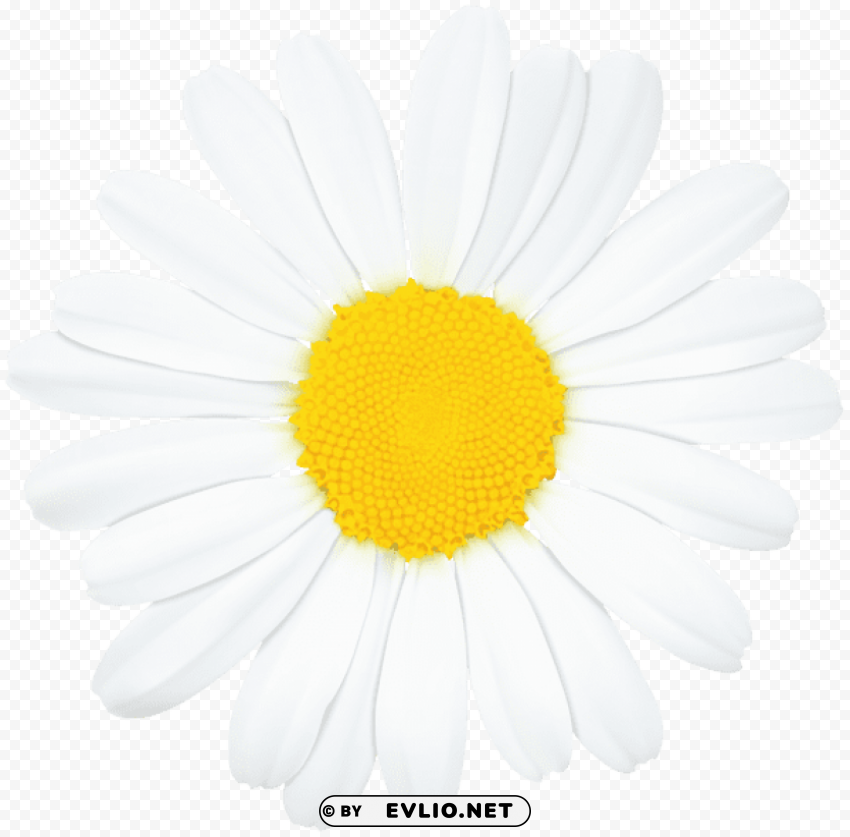 daisy flower Isolated Graphic with Transparent Background PNG