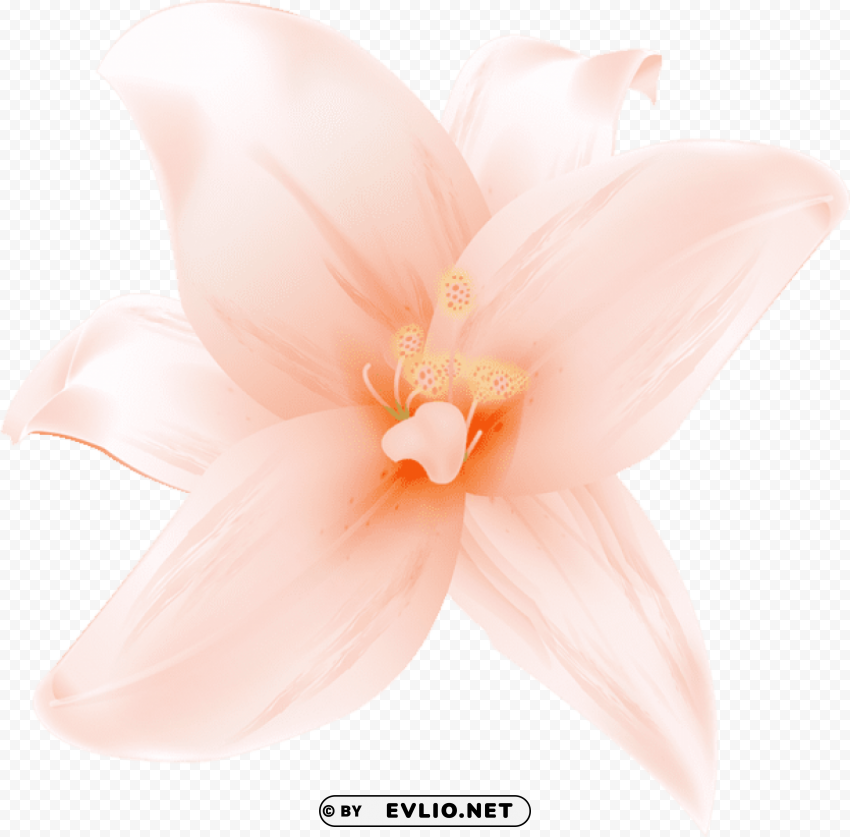 large orange lilium Isolated Character in Transparent Background PNG