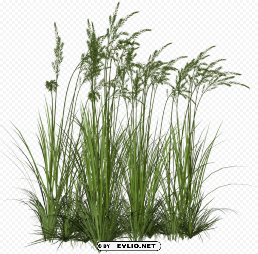 ornamental grass HighResolution Transparent PNG Isolation