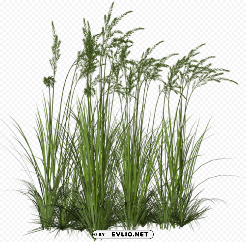 ornamental grass HighResolution Transparent PNG Isolation PNG transparent with Clear Background ID 898d53f3