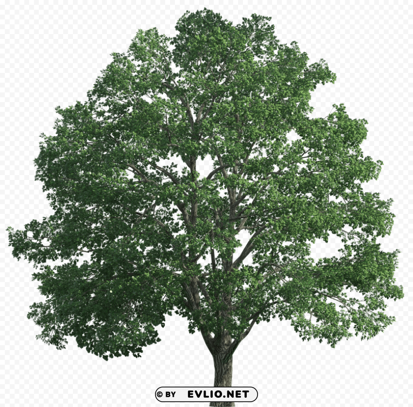 tree realistic PNG graphics for presentations