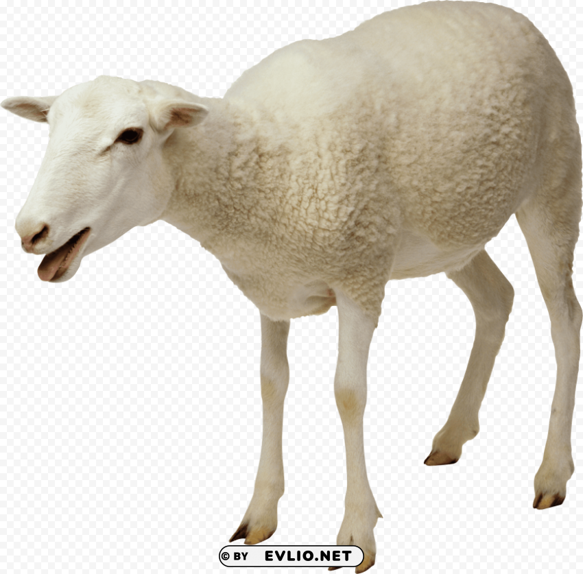 white sheep PNG art png images background - Image ID 1aa25b90