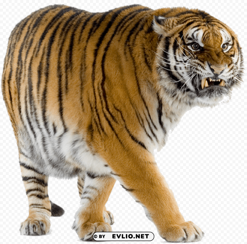 yelllow tiger walking PNG Isolated Object on Clear Background png images background - Image ID cf976db7