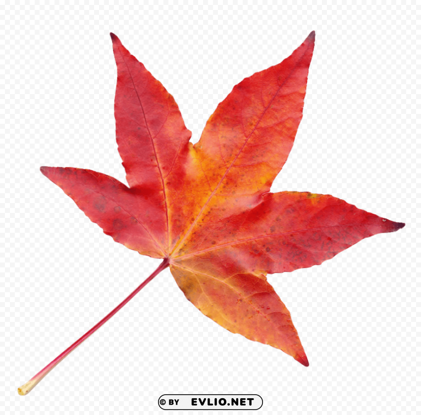 autumn leaf PNG Image with Isolated Artwork