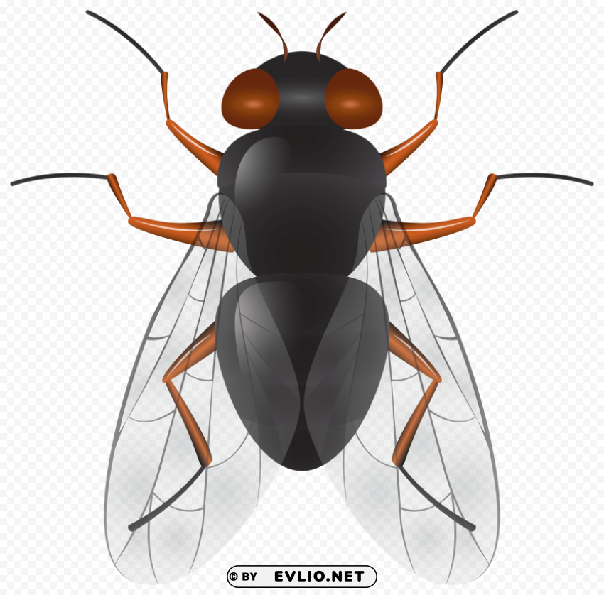 fly PNG images with alpha transparency wide selection