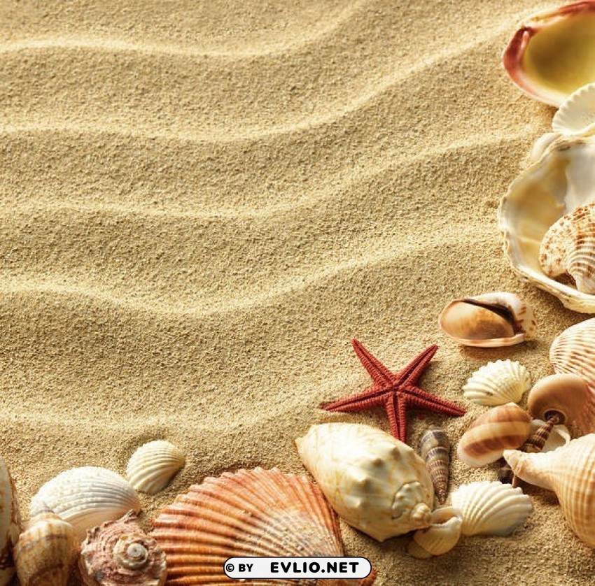 sand and shells High-resolution transparent PNG images assortment