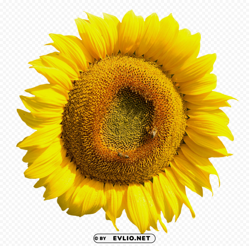 yellow sunflower flower PNG with clear background extensive compilation