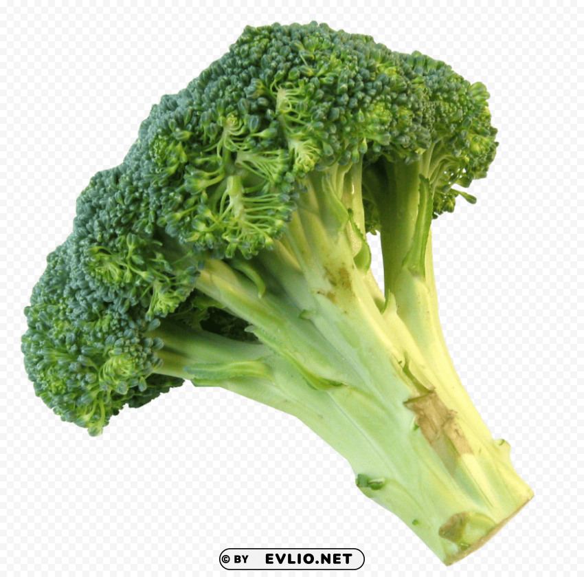 fresh broccoli PNG free download